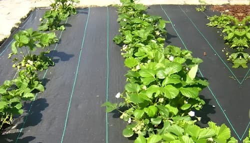 Malla Protectora Anti Maleza Anti Yuyo 10 M2 Negro