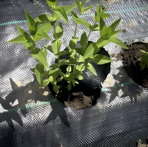 Malla Protectora Anti Maleza Anti Yuyo 10 M2 Negro